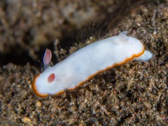 Goniobranchus verrieri