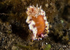 Goniobranchus collingwoodi