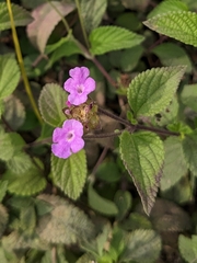 Lantana montevidensis
