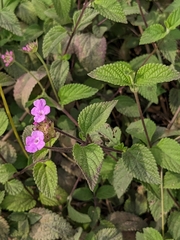 Lantana montevidensis