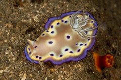 Goniobranchus kuniei