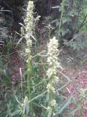 Baccharis phyteumoides