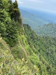 Rhododendron smokianum