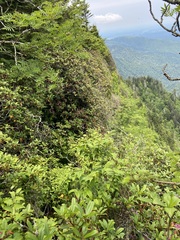 Rhododendron smokianum