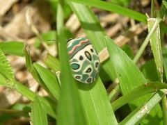Sphaerocoris annulus