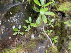 Rhododendron smokianum