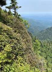 Rhododendron smokianum
