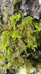 Dendroalsia abietina