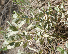 Cistus halimifolius