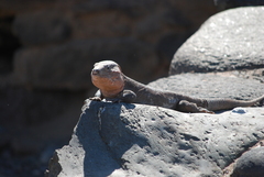 Gallotia stehlini