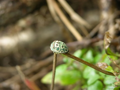 Sphaerocoris annulus