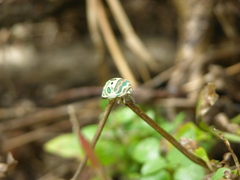 Sphaerocoris annulus