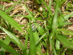 Sphaerocoris annulus