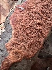 Phlebia radiata
