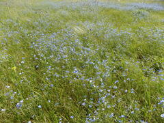 Linum austriacum