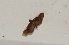 Omiodes dispilotalis