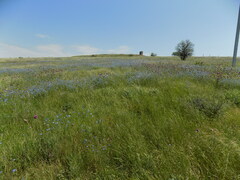 Linum austriacum