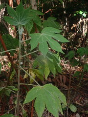 Hibiscus splendens