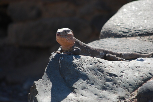Gran Canaria Giant Lizard, Gallotia stehlini