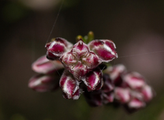 Erica australis