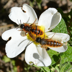 Dasyscolia ciliata