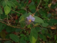 Solanum hapalum