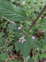Lippia alba