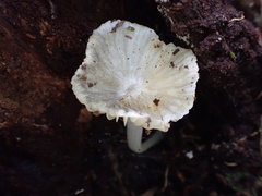 Gerronema microcarpum