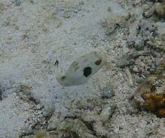 Arothron immaculatus