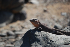 Gallotia stehlini