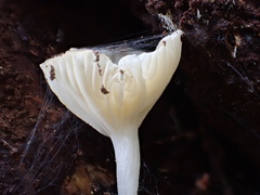 Gerronema microcarpum