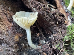 Gerronema microcarpum