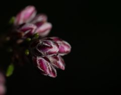 Erica australis