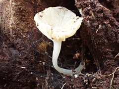 Gerronema microcarpum