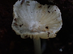 Gerronema microcarpum