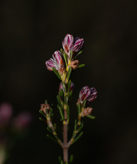 Erica australis