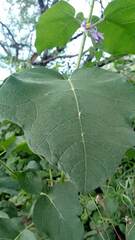 Solanum palinacanthum