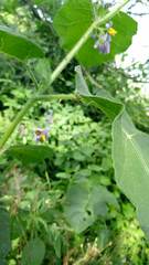 Solanum palinacanthum