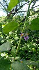Solanum palinacanthum