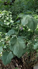 Solanum palinacanthum