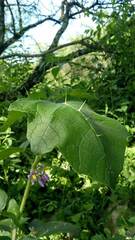 Solanum palinacanthum