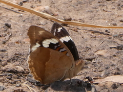 Junonia oenone oenone