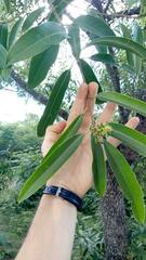Sapium glandulosum