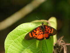 Acraea cepheus