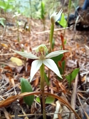 Adenochilus gracilis