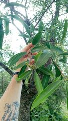 Sapium glandulosum