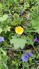 Modiolastrum malvifolium