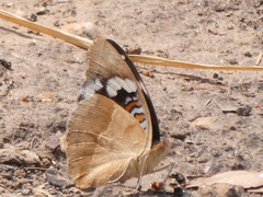 Junonia oenone oenone