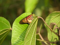 Acraea cepheus