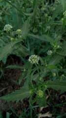 Acicarpha tribuloides